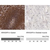 Anti-ARHGAP4 antibody produced in rabbit Ab2, Prestige Antibodies&#174; Powered by Atlas Antibodies, affinity isolated antibody, buffered aqueous glycerol solution