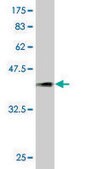 Monoclonal Anti-PCDHGA5 antibody produced in mouse clone 5H5, purified immunoglobulin, buffered aqueous solution