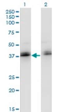 Monoclonal Anti-ZNF444 antibody produced in mouse clone 4E9, purified immunoglobulin, buffered aqueous solution