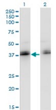 Monoclonal Anti-ZNF444 antibody produced in mouse clone 4E9, purified immunoglobulin, buffered aqueous solution