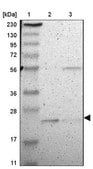 Anti-FAM213B antibody produced in rabbit Prestige Antibodies® Powered by Atlas Antibodies, affinity isolated antibody, buffered aqueous glycerol solution
