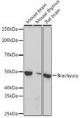 Anti-Brachyury Antibody, clone 2F8Y9, Rabbit Monoclonal