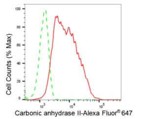 KD-Validated Anti Carbonic anhydrase II Antibody, clone 23GB3300, Rabbit Monoclonal clone 23GB3300, recombinant rabbit monoclonal, expressed in HEK293 cells