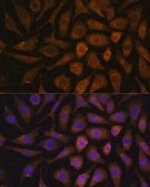 Anti-MAPK6 antibody produced in rabbit