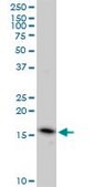 Monoclonal Anti-EDF1 antibody produced in mouse clone 3E6, purified immunoglobulin, buffered aqueous solution