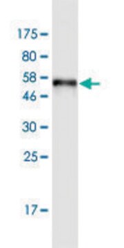 Monoclonal Anti-SULT1A3 antibody produced in mouse clone 1F3, purified immunoglobulin, buffered aqueous solution