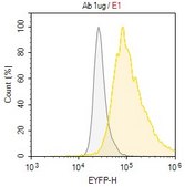 Anti-PAX7 Antibody, clone 2D12 ZooMAb® Rabbit Monoclonal recombinant, expressed in HEK 293 cells