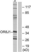 Anti-OR8J1 antibody produced in rabbit affinity isolated antibody