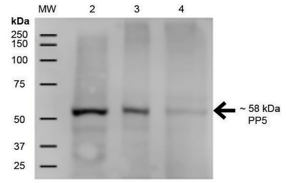 Monoclonal Anti-PP5 antibody produced in mouse clone 12F7