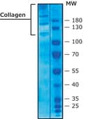 Collagen from human placenta Bornstein and Traub Type IV, powder, BioReagent, suitable for cell culture