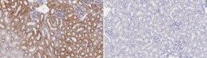 Anti-PRDX3 Antibody, clone 2I14 ZooMAb® Rabbit Monoclonal recombinant, expressed in HEK 293 cells