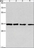 Anti-INHBC antibody produced in rabbit affinity isolated antibody