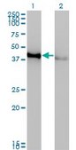 Monoclonal Anti-CREB1 antibody produced in mouse clone 3F1-1B2, purified immunoglobulin, buffered aqueous solution
