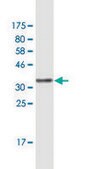 Monoclonal Anti-EIF3A, (N-terminal) antibody produced in mouse clone 2G4, purified immunoglobulin, buffered aqueous solution