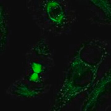 Anti-TDRD6 antibody produced in rabbit Prestige Antibodies&#174; Powered by Atlas Antibodies, affinity isolated antibody, buffered aqueous glycerol solution