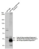 Anti-GPC1 antibody produced in rabbit affinity isolated antibody, buffered aqueous solution