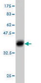 Monoclonal Anti-MKRN2 antibody produced in mouse clone 5F8, purified immunoglobulin, buffered aqueous solution