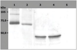 Monoclonal Anti-SYK antibody produced in mouse clone SYK-01
