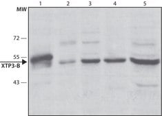 Anti-XTP3-B antibody produced in rabbit ~1.0 mg/mL, affinity isolated antibody, buffered aqueous solution