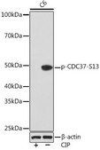 Anti-Phospho-CDC37-S13 antibody produced in rabbit