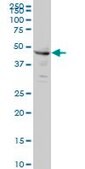Monoclonal Anti-CPSF6 antibody produced in mouse clone 3F11, purified immunoglobulin, buffered aqueous solution