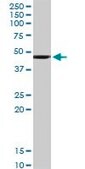 Anti-HOMER1 antibody produced in rabbit purified immunoglobulin, buffered aqueous solution
