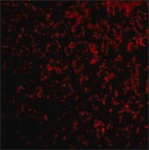 Anti-TEM7 antibody produced in rabbit affinity isolated antibody, buffered aqueous solution