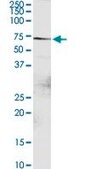Anti-DTX2 antibody produced in rabbit purified immunoglobulin, buffered aqueous solution