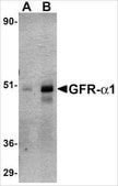Anti-GFR&#945;1 antibody produced in rabbit IgG fraction of antiserum, buffered aqueous solution