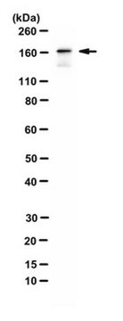 Anti-Intersectin-1/ITSN1 Antibody from rabbit