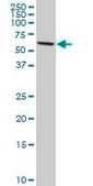 Monoclonal Anti-DDX56, (C-terminal) antibody produced in mouse clone 6B9, purified immunoglobulin, buffered aqueous solution