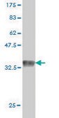 Monoclonal Anti-GPR175 antibody produced in mouse clone 6D7, purified immunoglobulin, buffered aqueous solution