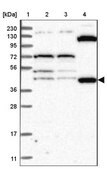 Anti-ETF1 antibody produced in rabbit Prestige Antibodies&#174; Powered by Atlas Antibodies, affinity isolated antibody, buffered aqueous glycerol solution
