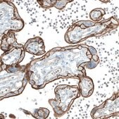 Monoclonal Anti-EGFR antibody produced in mouse Prestige Antibodies&#174; Powered by Atlas Antibodies, clone CL0815, purified immunoglobulin, buffered aqueous glycerol solution