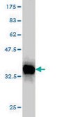 Monoclonal Anti-PDCD7 antibody produced in mouse clone 3H5, purified immunoglobulin, buffered aqueous solution