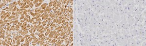 Anti-COXI/MT-CO1 Antibody, clone 1C22 ZooMAb® Rabbit Monoclonal recombinant, expressed in HEK 293 cells