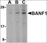 Anti-BANF1 (ab2) antibody produced in rabbit affinity isolated antibody, buffered aqueous solution