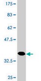 Monoclonal Anti-HAPLN4 antibody produced in mouse clone 1G5, purified immunoglobulin, buffered aqueous solution