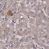 Anti-AFM antibody produced in rabbit Prestige Antibodies&#174; Powered by Atlas Antibodies, affinity isolated antibody