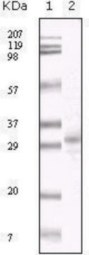 Monoclonal Anti-KSHV ORF26 antibody produced in mouse clone 2F6B8, ascites fluid