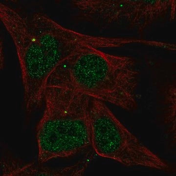 Anti-AKNA antibody produced in rabbit Prestige Antibodies&#174; Powered by Atlas Antibodies, affinity isolated antibody
