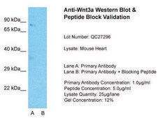Anti-WNT3A antibody produced in rabbit affinity isolated antibody, lyophilized powder