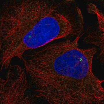 Anti-NLRC5 antibody produced in rabbit Prestige Antibodies&#174; Powered by Atlas Antibodies, affinity isolated antibody