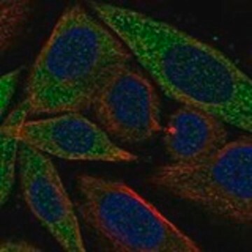 Anti-GSPT1 antibody produced in rabbit Prestige Antibodies&#174; Powered by Atlas Antibodies, affinity isolated antibody, buffered aqueous glycerol solution