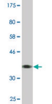 Monoclonal Anti-BCAP31, (C-terminal) antibody produced in mouse clone 3C5, ascites fluid