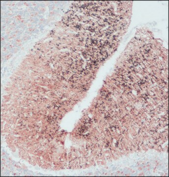 Anti-SNAP-25 antibody produced in rabbit IgG fraction of antiserum, buffered aqueous solution