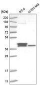 Anti-TFB2M antibody produced in rabbit Prestige Antibodies&#174; Powered by Atlas Antibodies, affinity isolated antibody