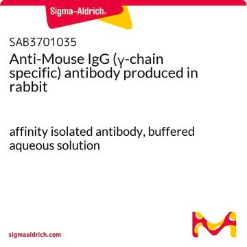 Anti-Mouse IgG (&#947;-chain specific) antibody produced in rabbit affinity isolated antibody, buffered aqueous solution