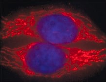 Anti-Guinea Pig IgG (H+L), CF&#8482; 594 antibody produced in goat ~2&#160;mg/mL, affinity isolated antibody