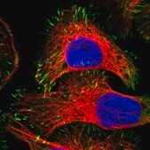 Anti-ZYX antibody produced in rabbit Prestige Antibodies&#174; Powered by Atlas Antibodies, affinity isolated antibody, buffered aqueous glycerol solution